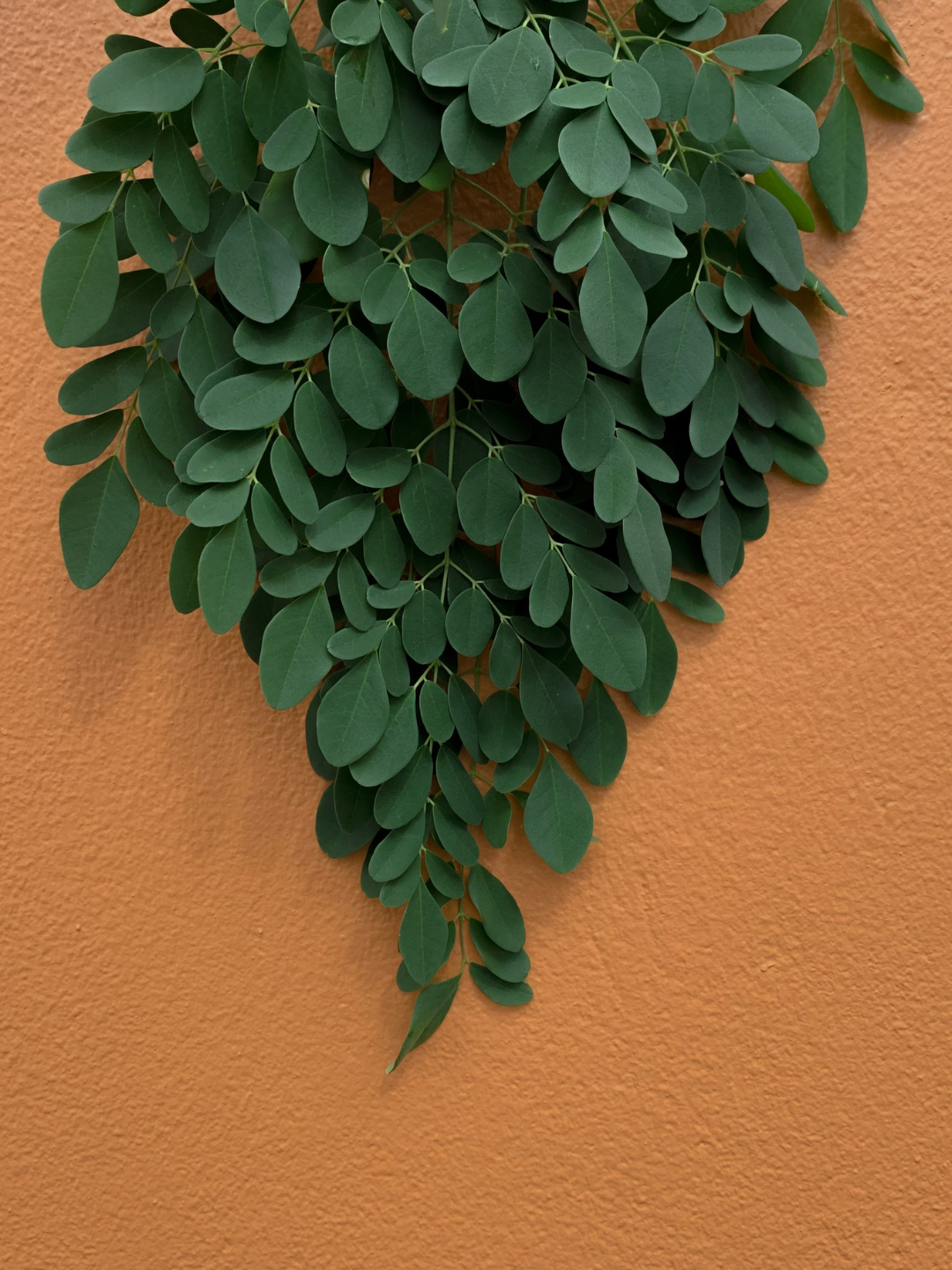 Green moringa leaves hanging against a textured orange wall.