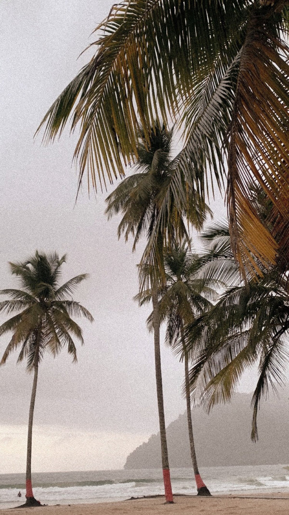 A tropical beach scene with several tall palm trees on a sandy shore, with the ocean and a hazy mountain or cliff in the background under an overcast sky.