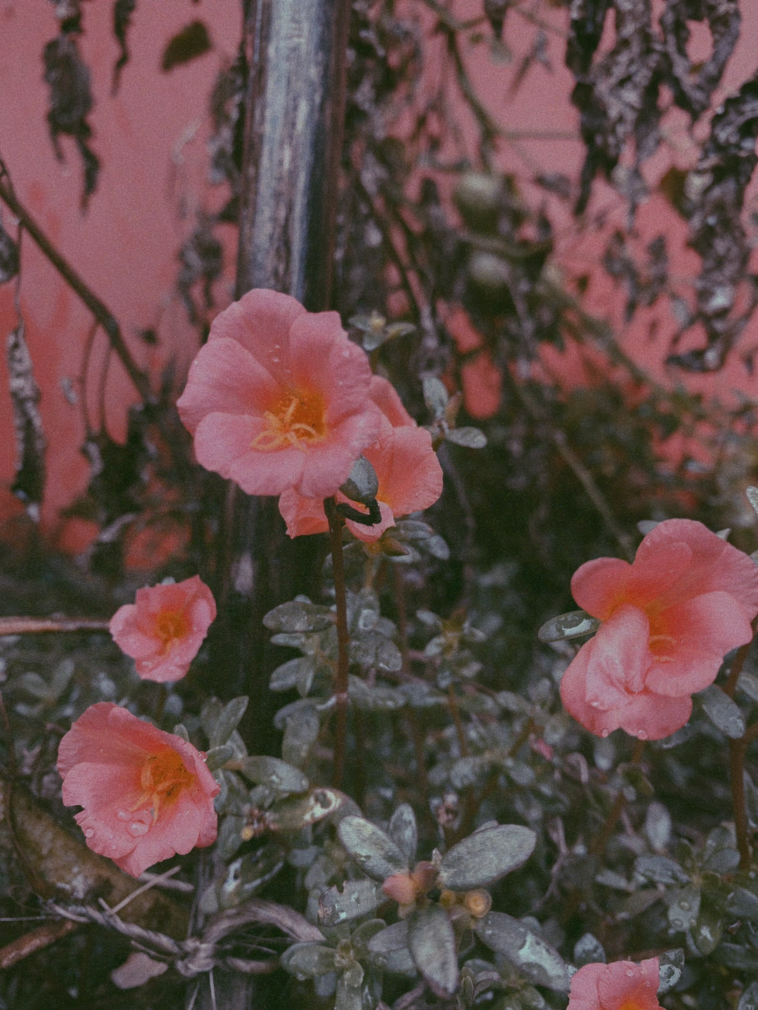 Pink flowers with green leaves growing along a metal trellis against a dusty pink wall.
